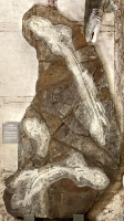 FOSSIL DES JAHRES 2011 im Museum Schleusingen