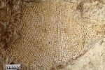 Moostierchen Rectifenestella retiformis aus dem Altensteiner Riff bei Schweina