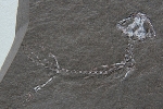 Branchiosaurier - ein molchgroßes Amphib  aus einer Seeablagerung der Rotliegend-Zeit vor ca. 290 Millionen Jahren im Thüringer Wald
