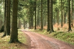 Der Rennsteig - Wanderweg im Thüringer Wald