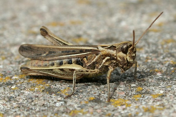 Heuschrecke Heuschrecke