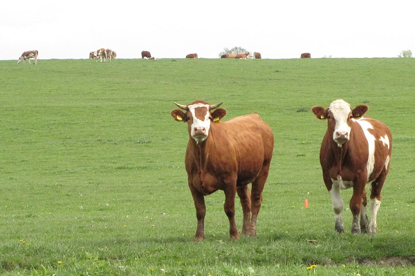 Kühe auf der Weide bei Hohenkirchen Kühe auf der Weide bei Hohenkirchen