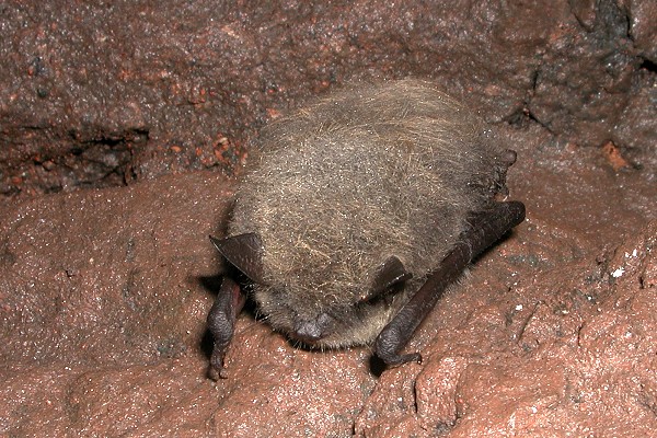 Fledermaus Fledermaus